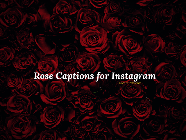 Rose Captions for Instagram