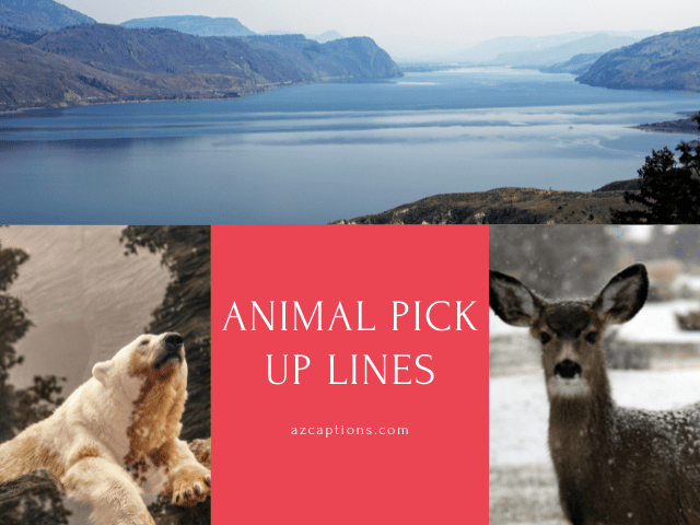 Animal Pick Up Lines