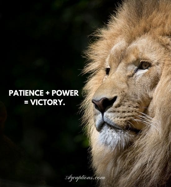 Lion Mentality Attitude Powerful Lion Quotes
