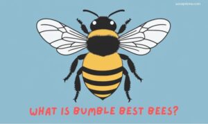 What is Bumble Best Bees